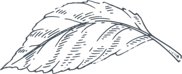 Decorative Ceylon tea leaf